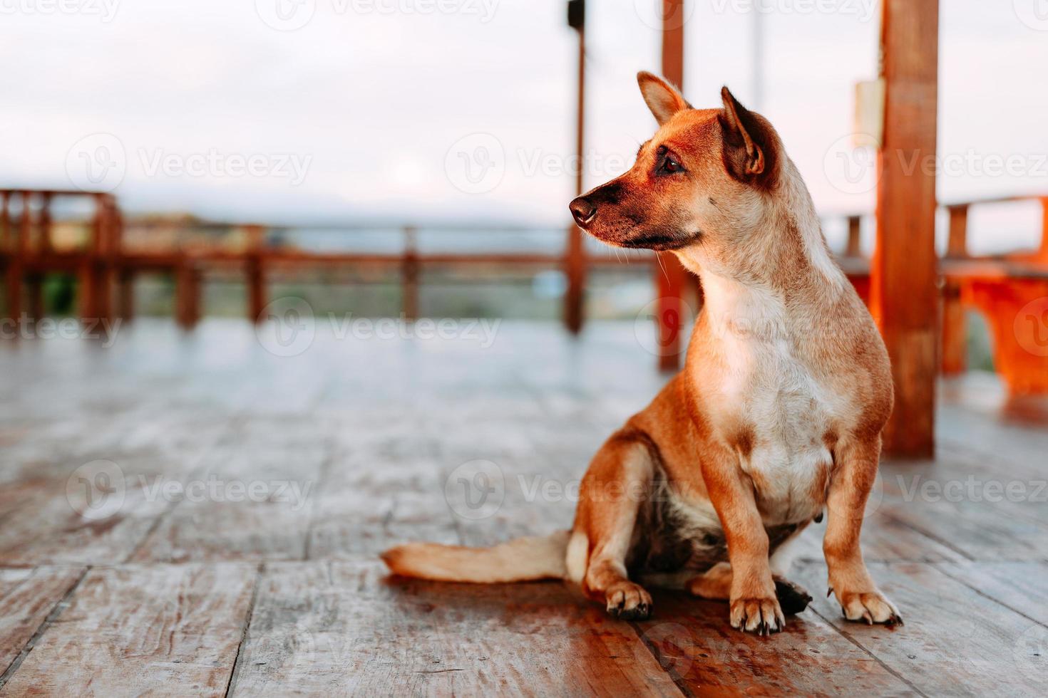 Cute brown dog sitting on the wooden floor photo