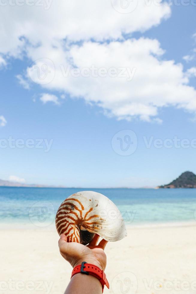 Hand holding empty hermit crab shell with blurry background of beach photo
