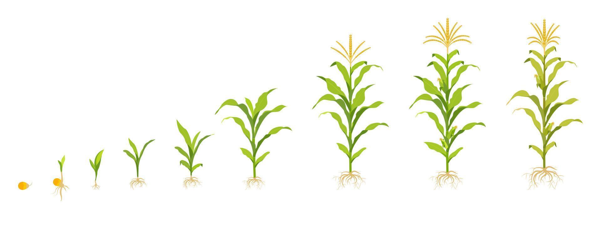 ciclo de crecimiento del maíz en el campo. germinación de semillas, formación de raíces, brotes con hojas y etapa de cosecha. vector