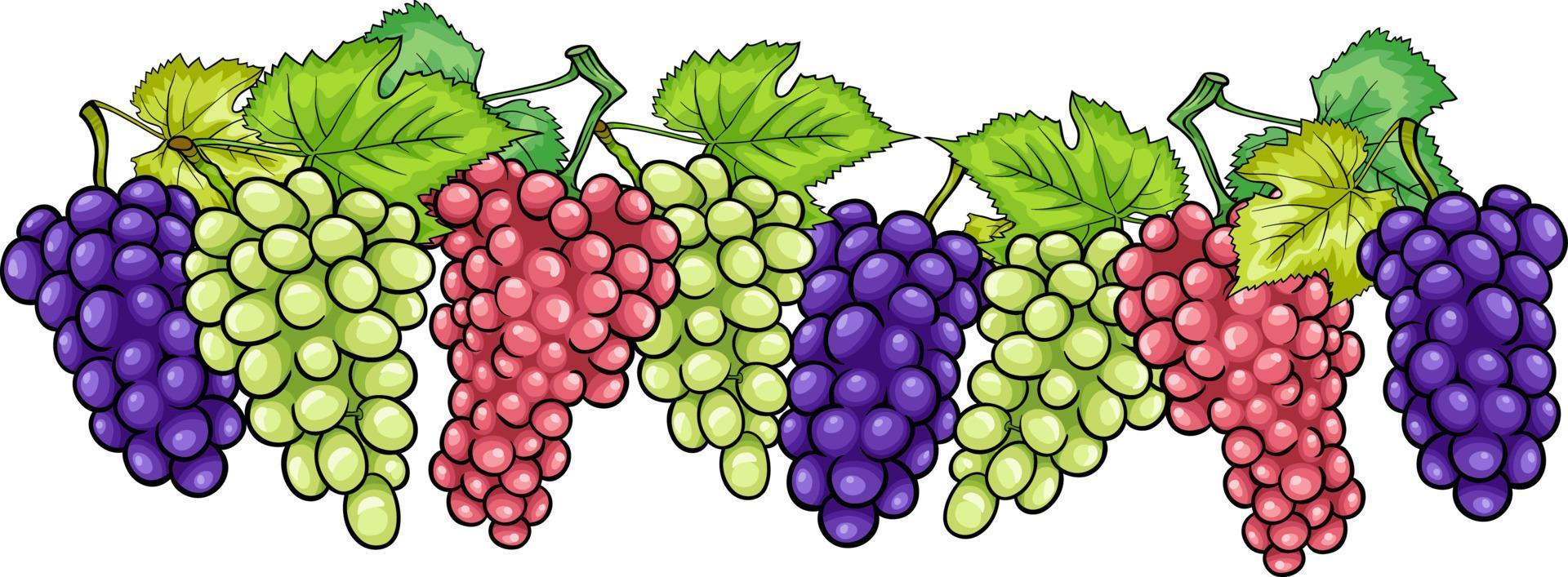 bunches of grapes fruit cartoon illustration vector