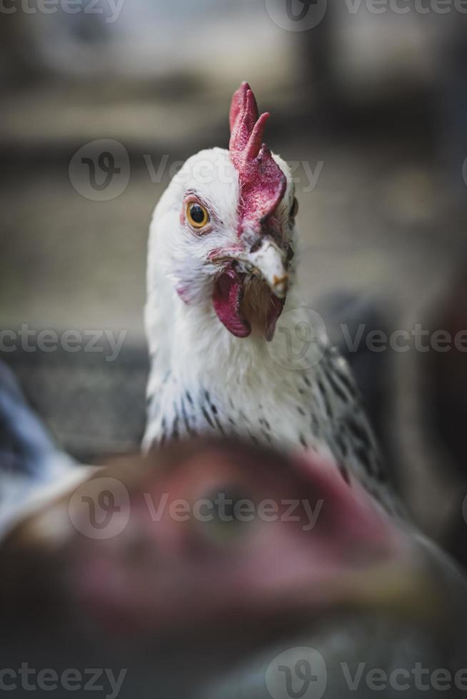 White farm chickens looking curiously at camera photo