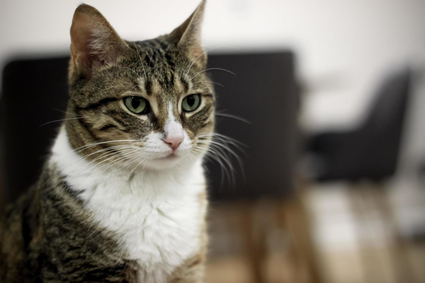 gato adulto sentado inocentemente en casa y mirando hacia adelante foto