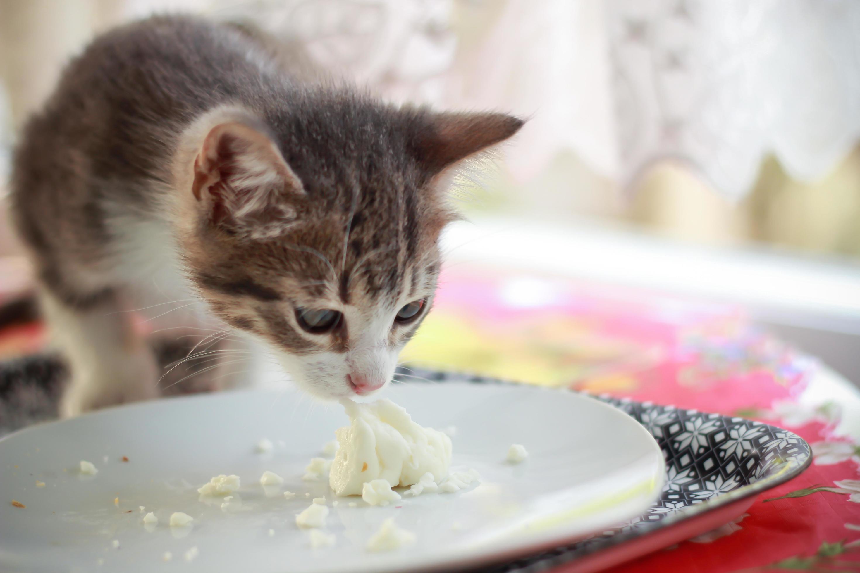 Cute baby cat eating cheese on plate 6877030 Stock Photo at Vecteezy