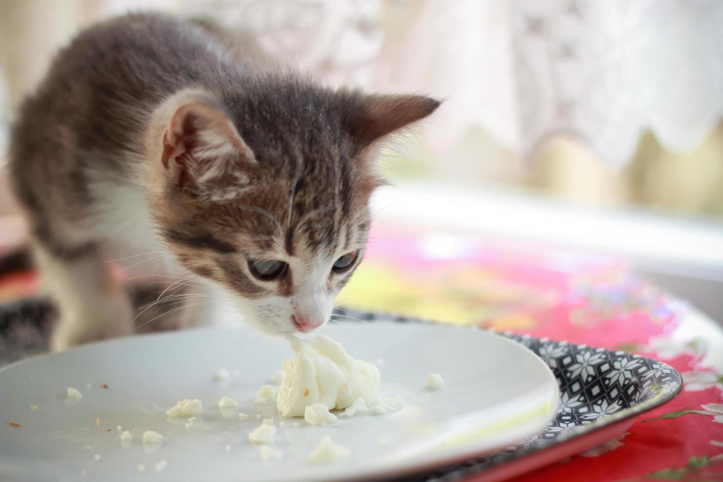 Cute baby cat eating cheese on plate photo