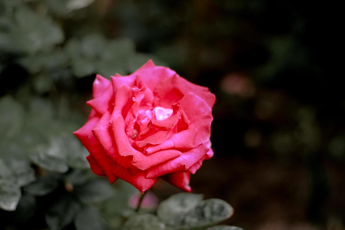 Single pink rose with dark green background close up photo