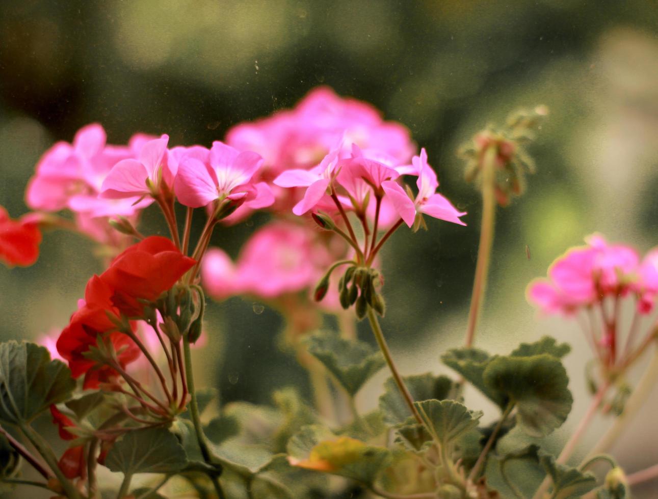 Pink rose with dark green background photo