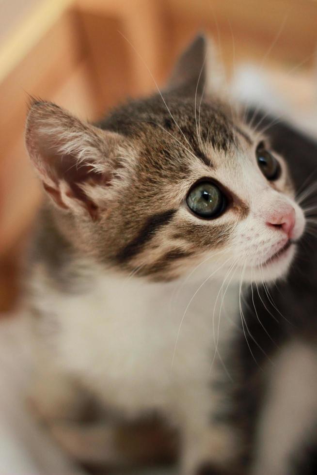 lindo y curioso retrato de gato bebé jugando y mirando a su alrededor de cerca foto