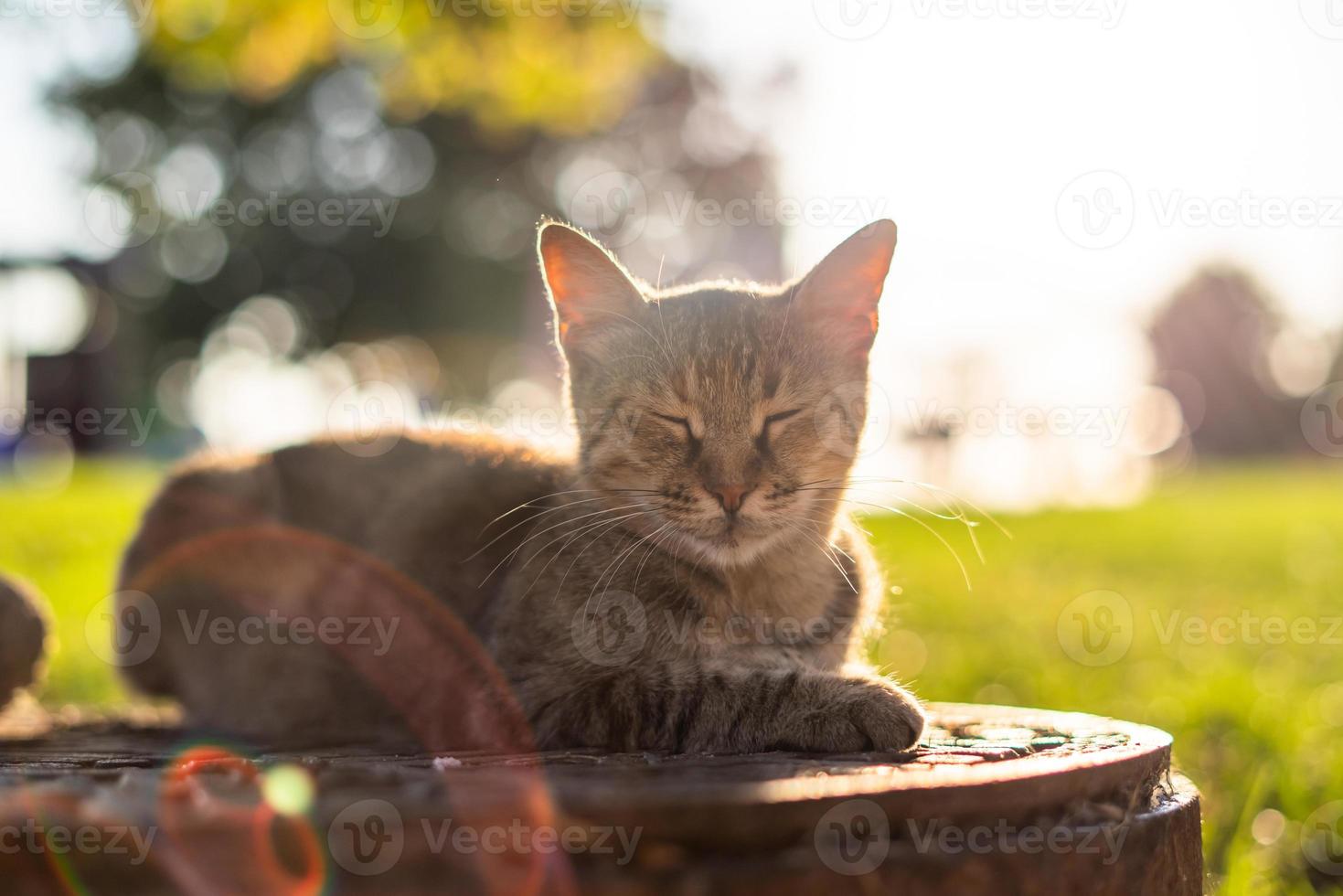 Tabby cat sitting on manhole photo