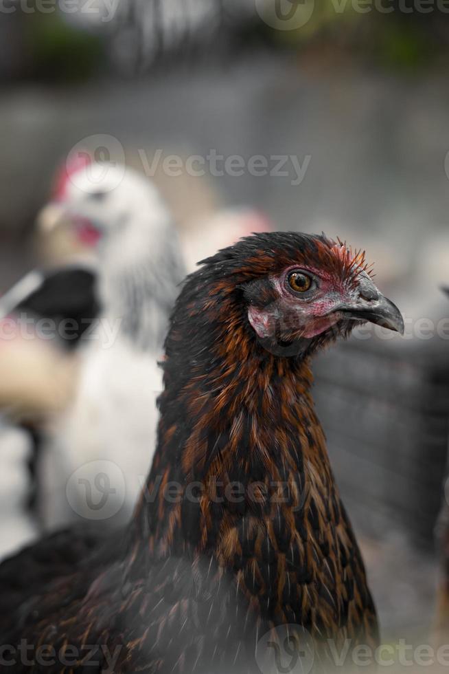 pollos de granja marrones rojos mirando curiosamente a la cámara detrás de vallas foto