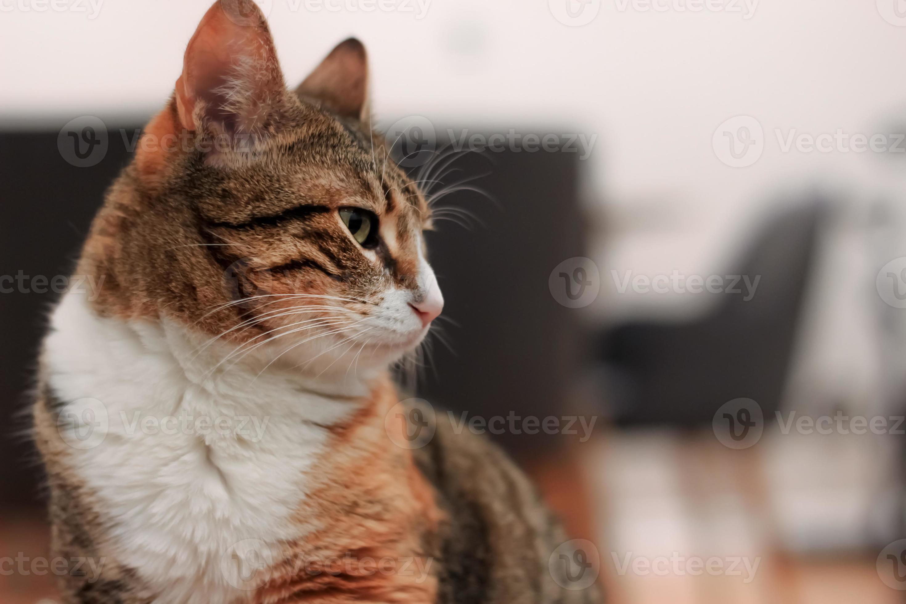 Adult female cat facing sideways at home 6877181 Stock Photo at Vecteezy