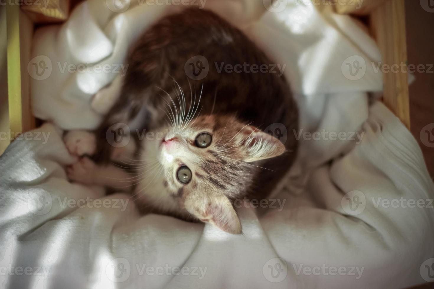 Gray baby cat standing inside the box looking upwards photo