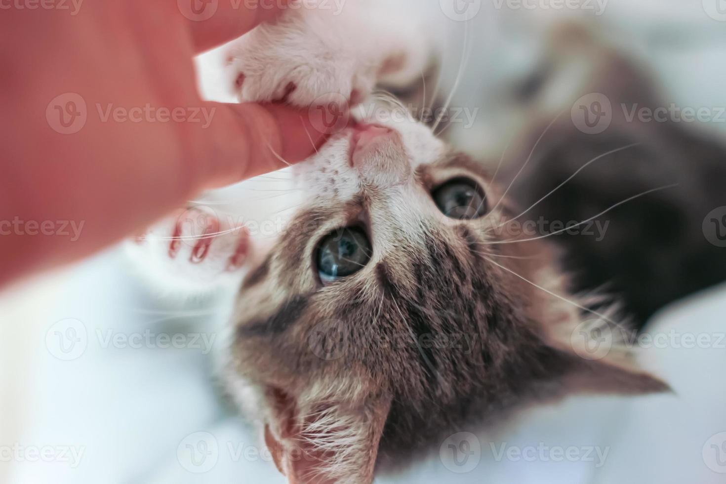 Cute baby cat playing and biting hand close shot photo