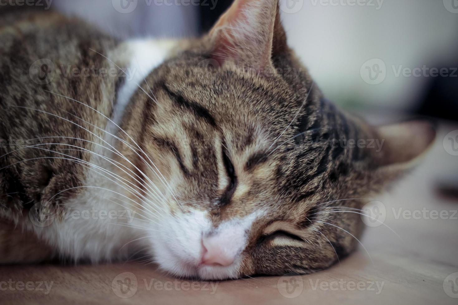 Adult female cat sleeping on wooden table close up photo