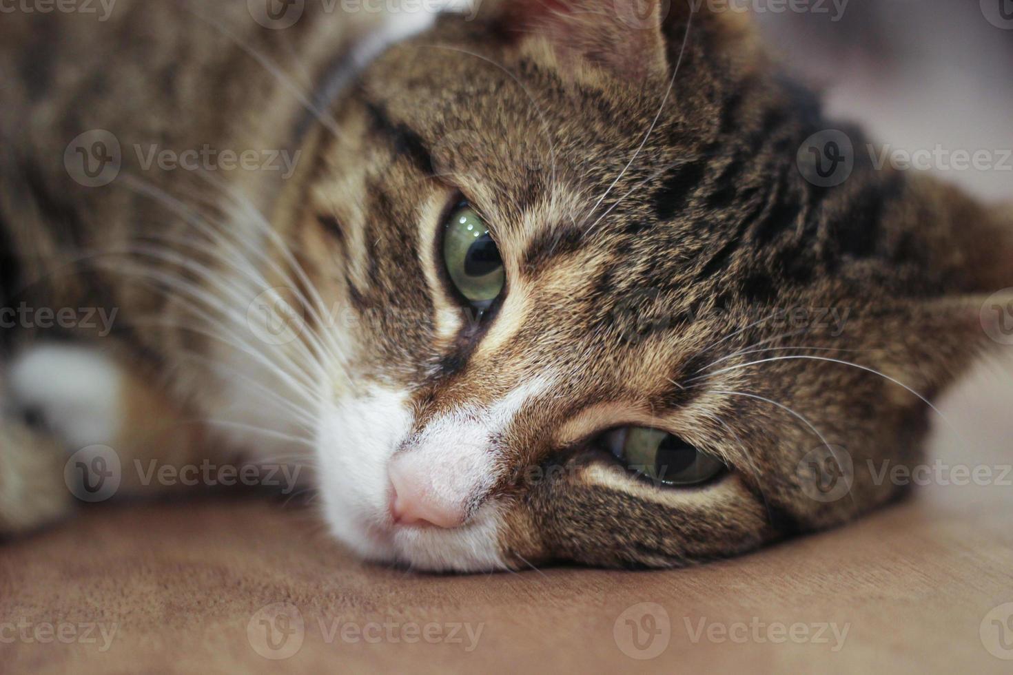 Adult female cat sleeping on wooden table close up photo