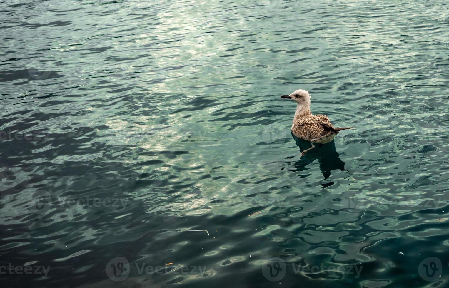 Seagull swimming in green sea alone photo