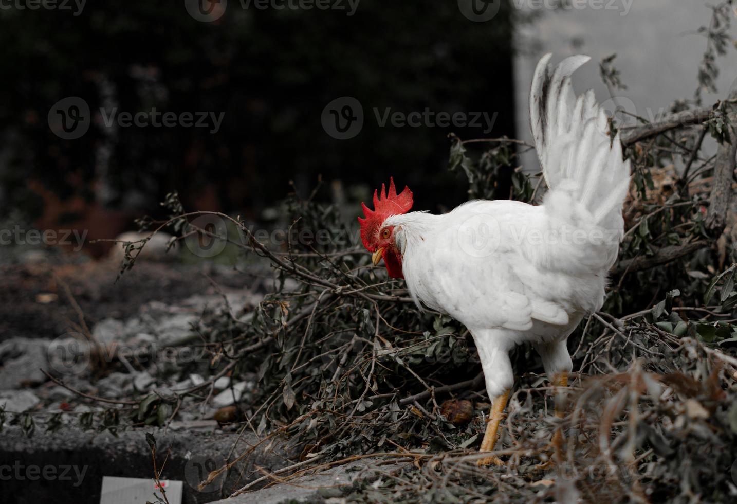 pollos de granja blancos mirando curiosamente a la cámara foto