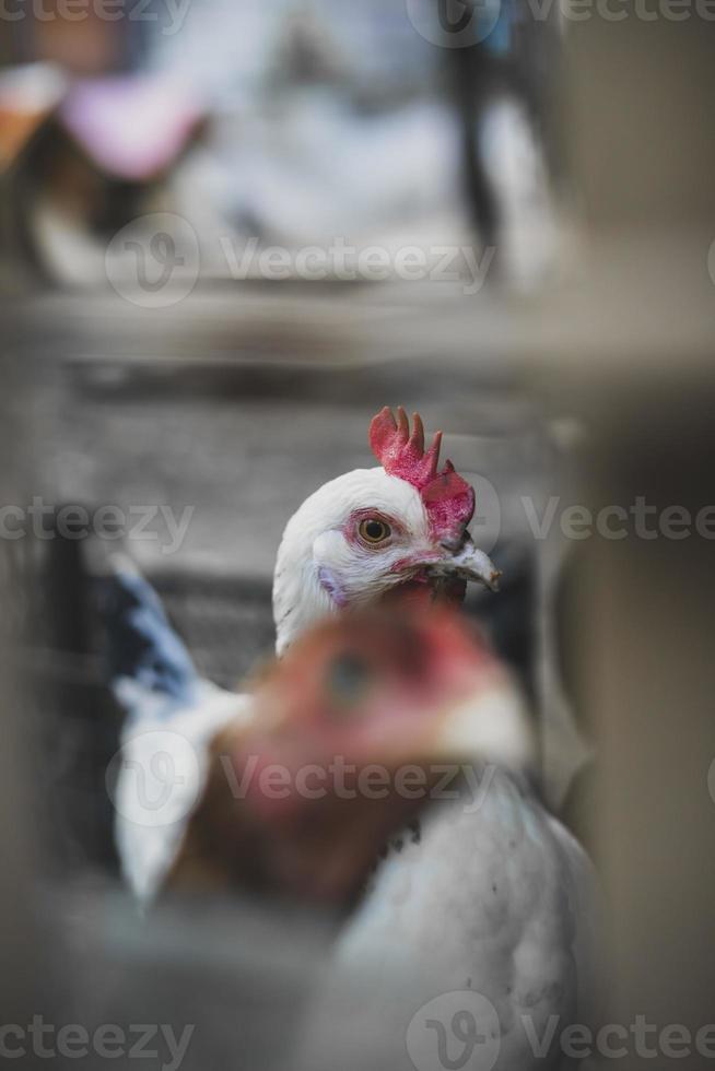 pollos de granja blancos mirando curiosamente a la cámara foto