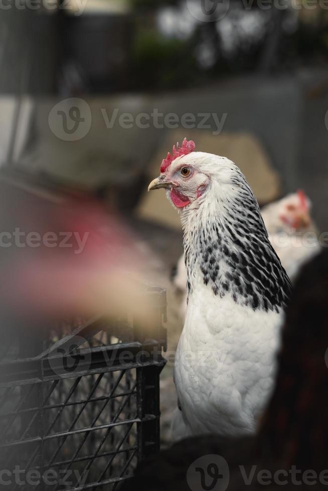 pollos de granja blancos mirando curiosamente a la cámara foto