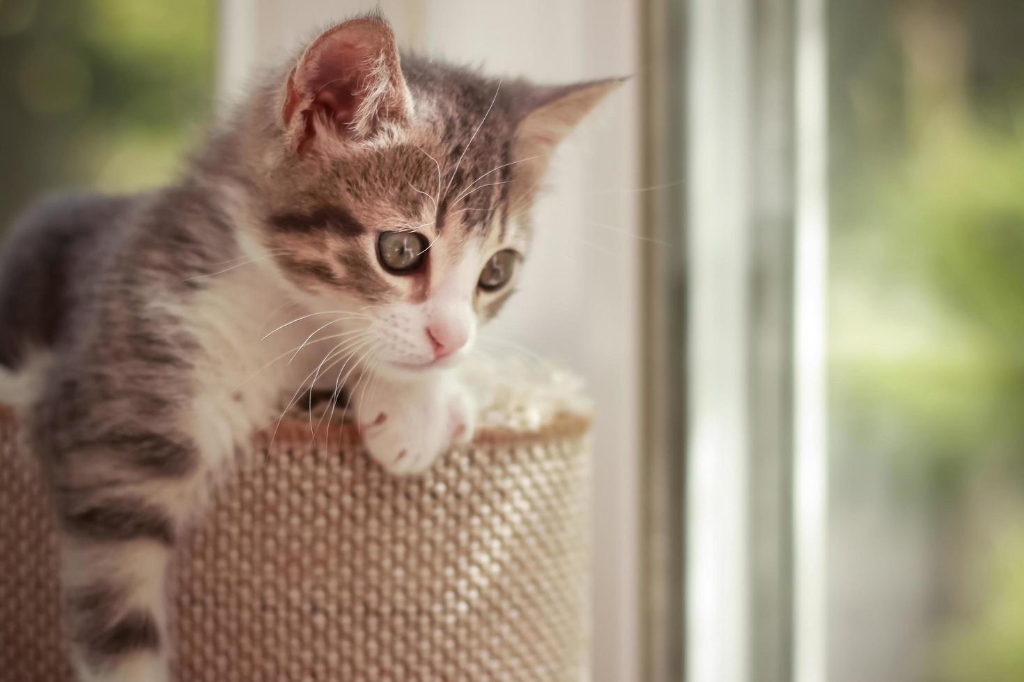 lindo y curioso gato bebé jugando y mirando alrededor foto