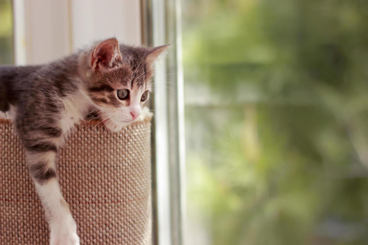 lindo y curioso gato bebé jugando y mirando alrededor foto