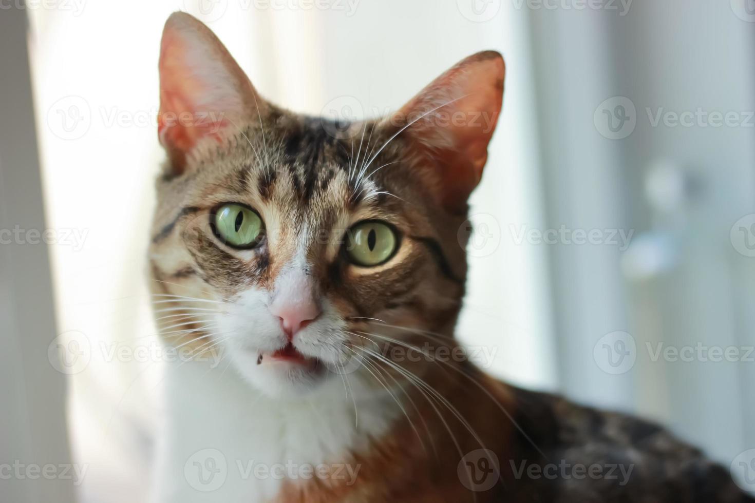 The female cat looks up with a confused expression photo