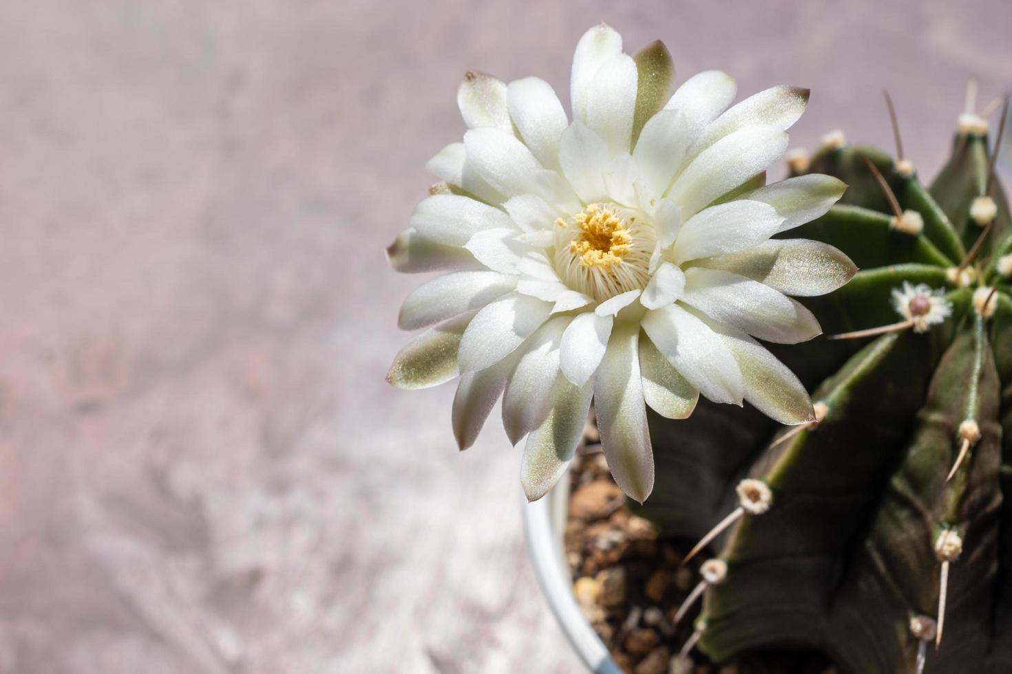 Close up of a large white flower of Gymnocalycium cactus blooming. Gymnocalycium is a popular cactus with thorns and is highly resistant to drought. photo