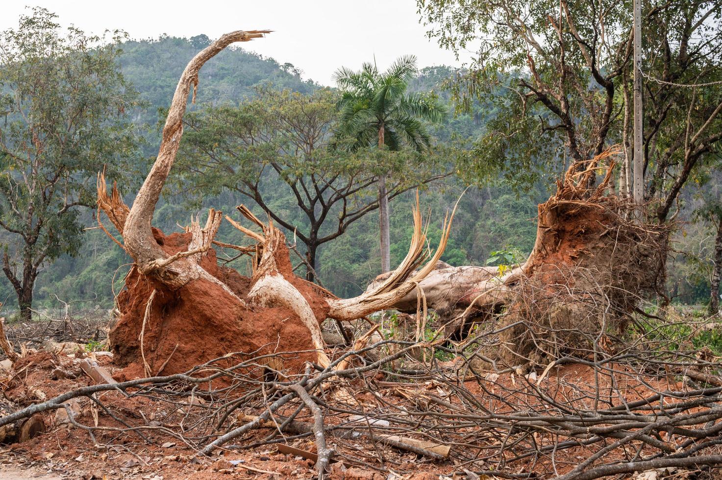 Huge fallen tree with debris aftermath of a hurricane or tornado attack. The strong winds of a hurricane can push water up and onto land caused major flooding and damage to homes, cars etc. photo