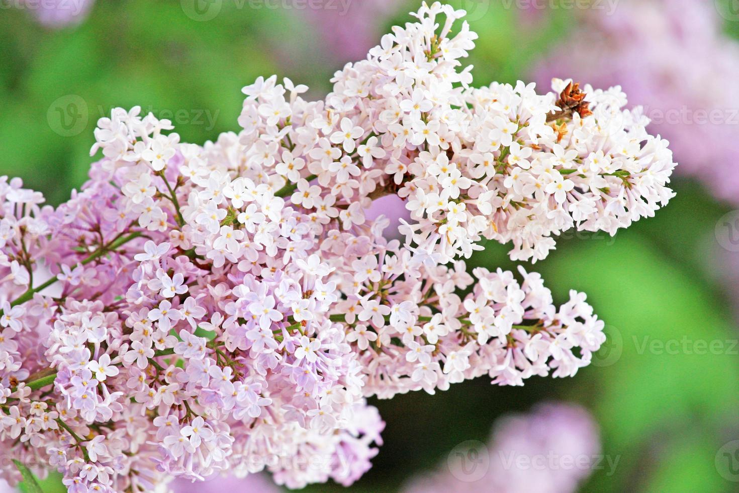 Beautiful branch of blossoming tree in spring. photo