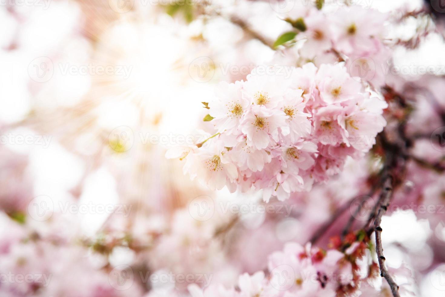 Beautiful branch of blossoming tree in spring. photo