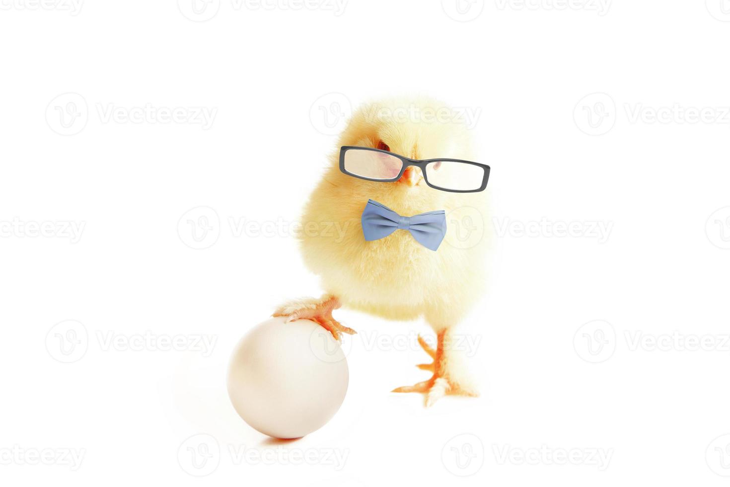 Little cute baby chick for easter. Yellow newborn baby chick. photo