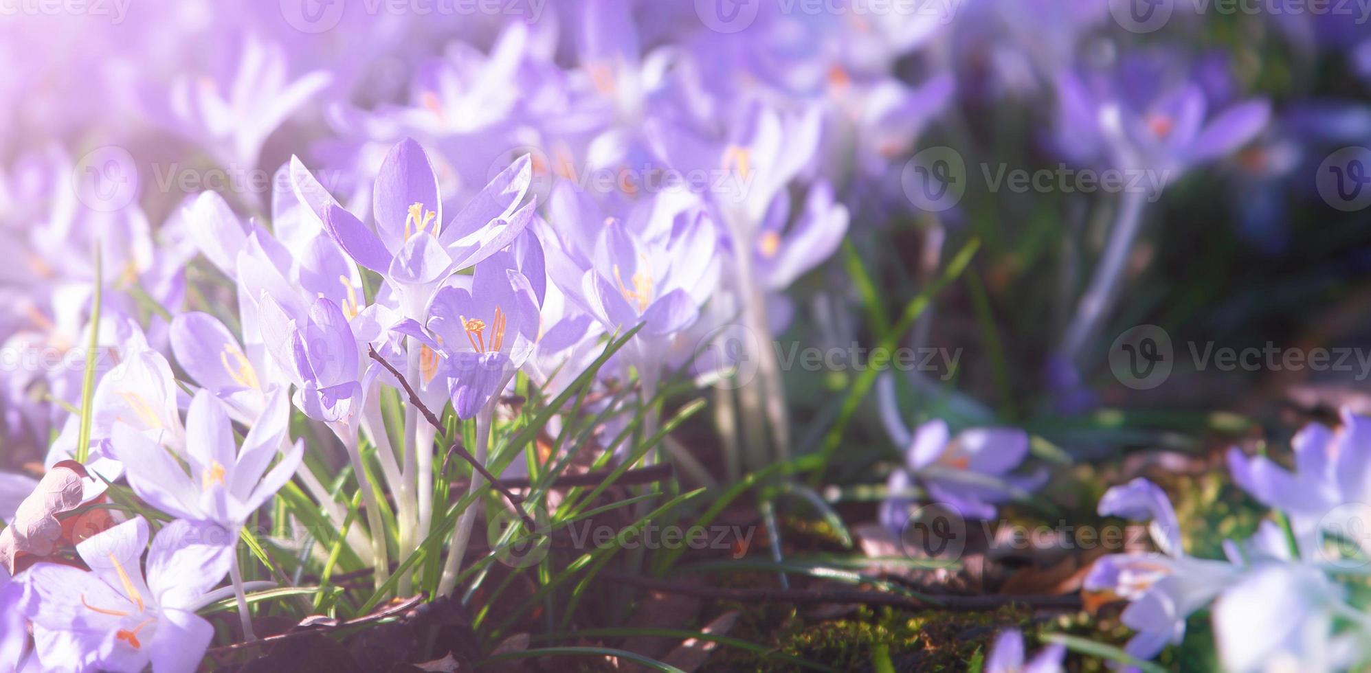Blooming purple crocus flowers in a soft focus on a sunny spring day photo