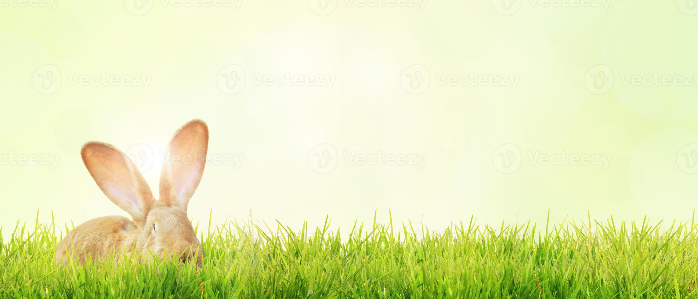 Funny Easter bunny. Happy Easter holiday concept. photo