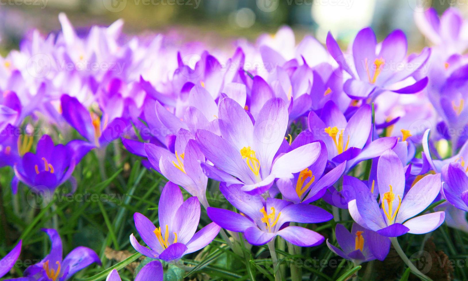 Blooming purple crocus flowers in a soft focus on a sunny spring day photo