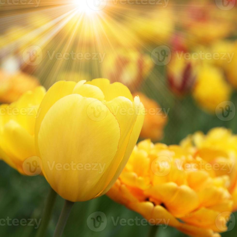 Beautiful tulips. Spring nature background for web banner and card design. photo