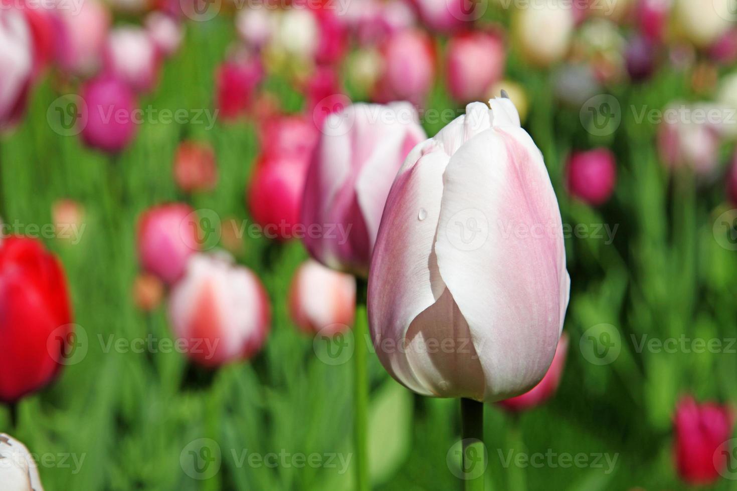 Beautiful tulips. Spring nature background for web banner and card design. photo