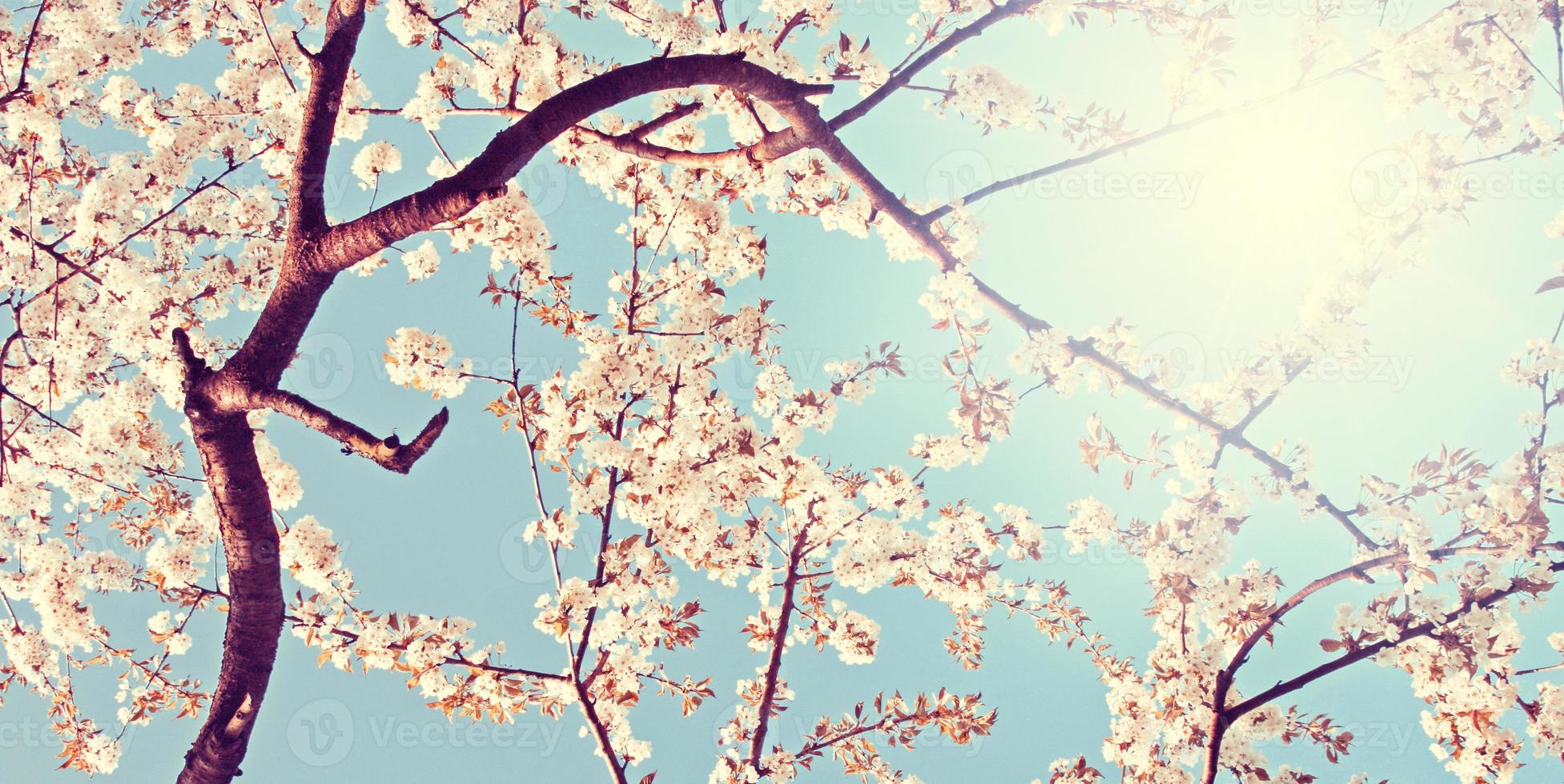 Beautiful nature view of spring flowering trees on blurred background. photo