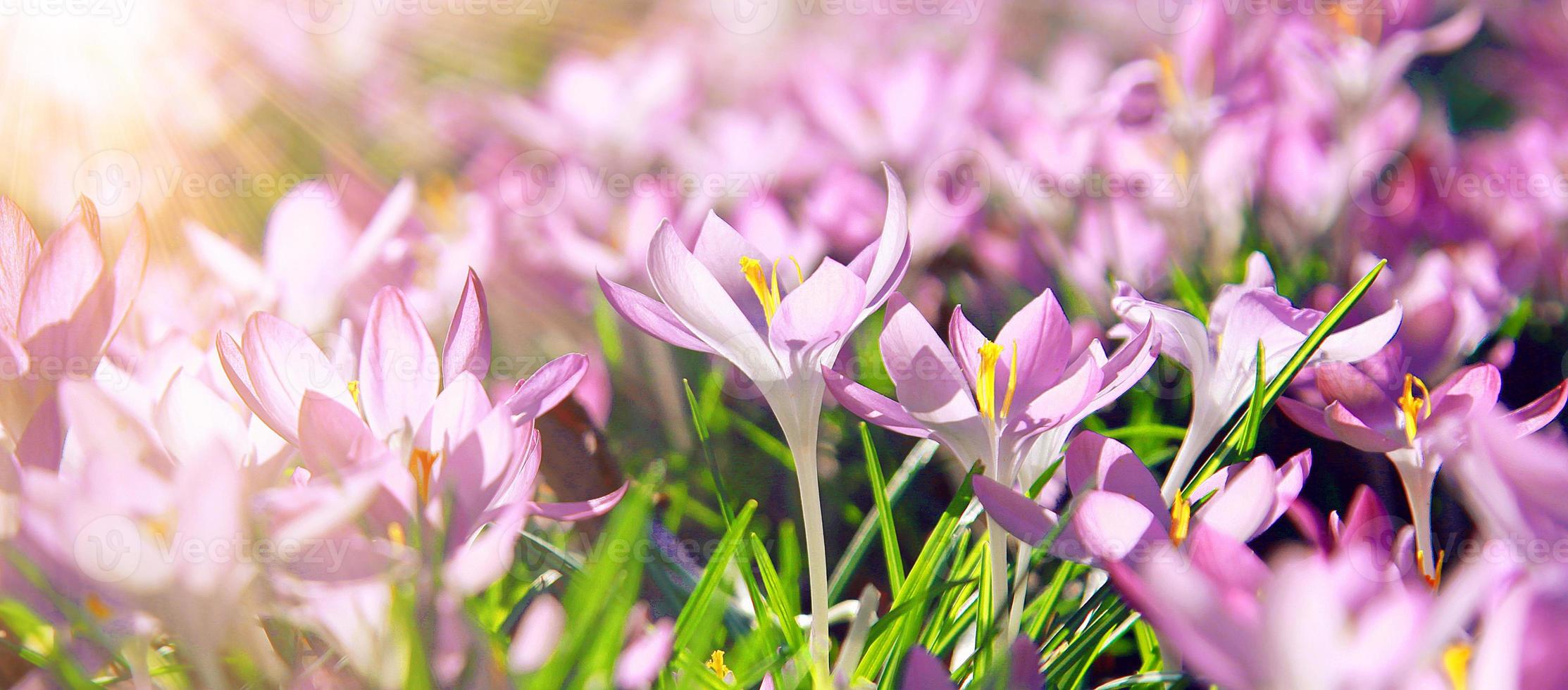 Blooming purple crocus flowers in a soft focus on a sunny spring day photo