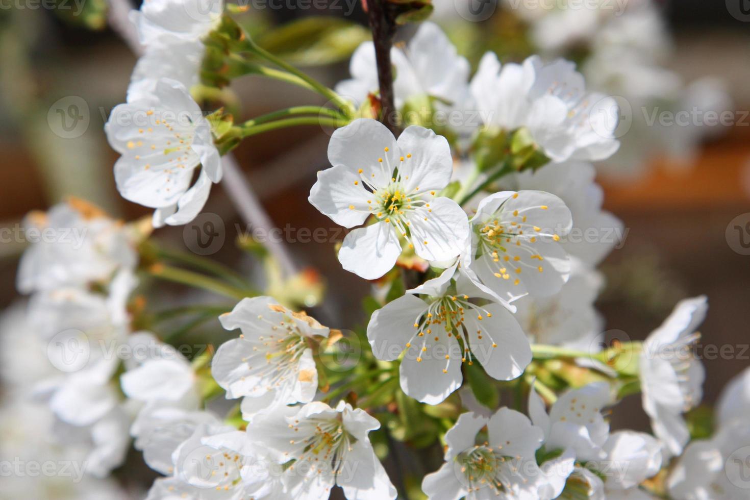 Beautiful branch of blossoming tree in spring. photo