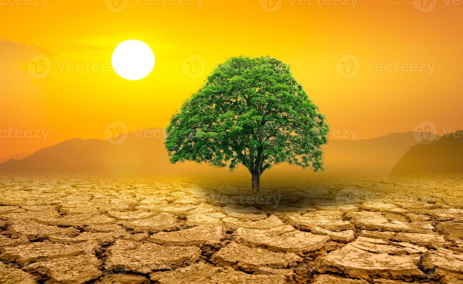 Lonely green tree in the midst of drought photo