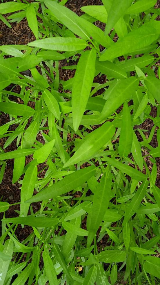 Closeup photo of kale leaf Ipomea reptans in the garden.