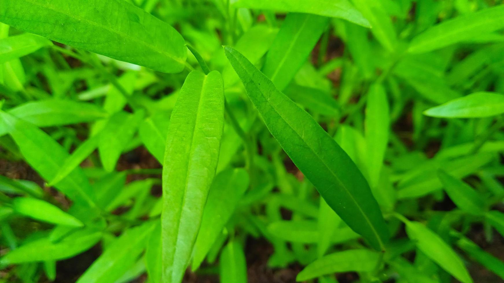 Closeup photo of kale leaf Ipomea reptans in the garden.