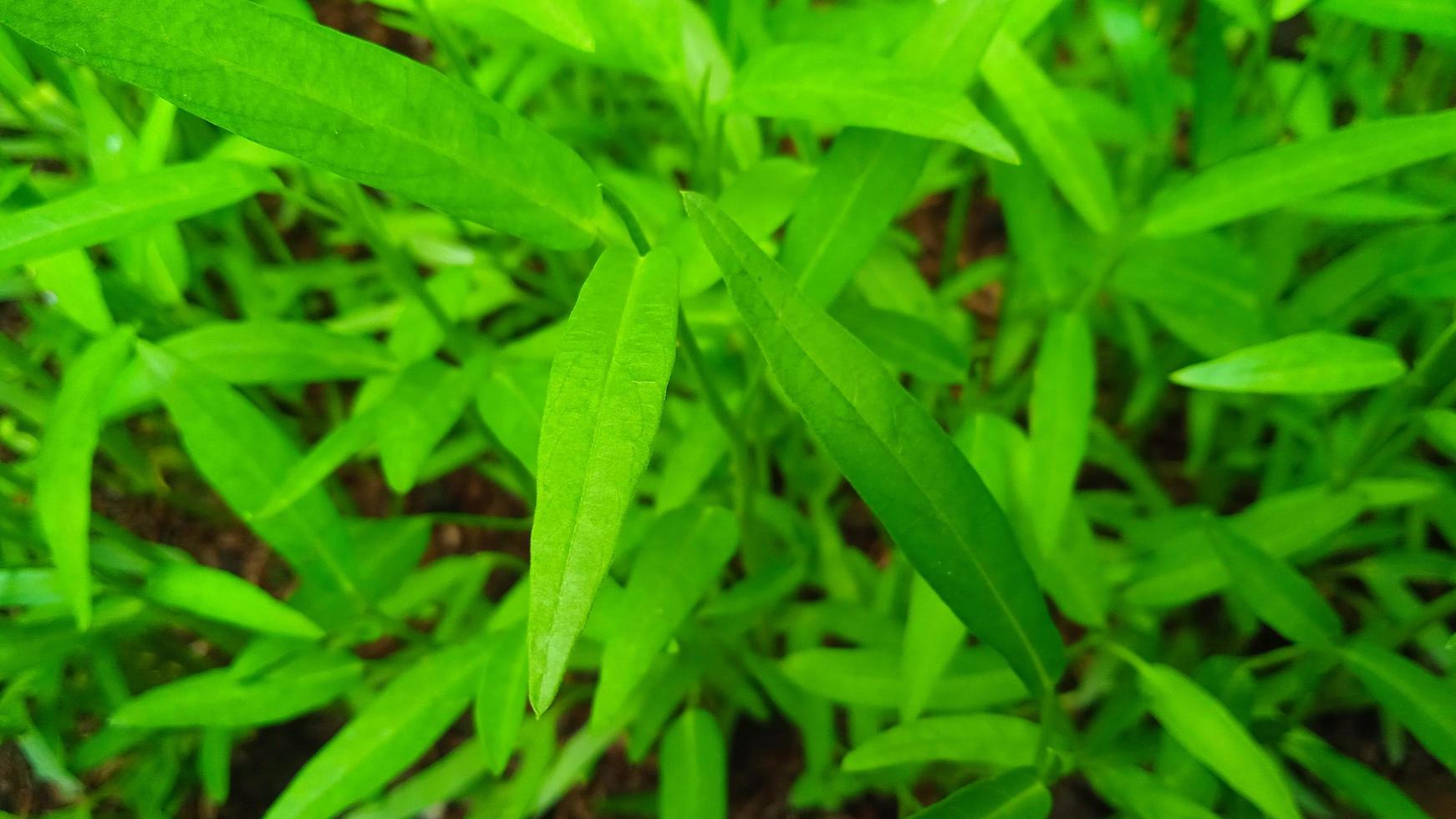 Closeup photo of kale leaf Ipomea reptans in the garden.