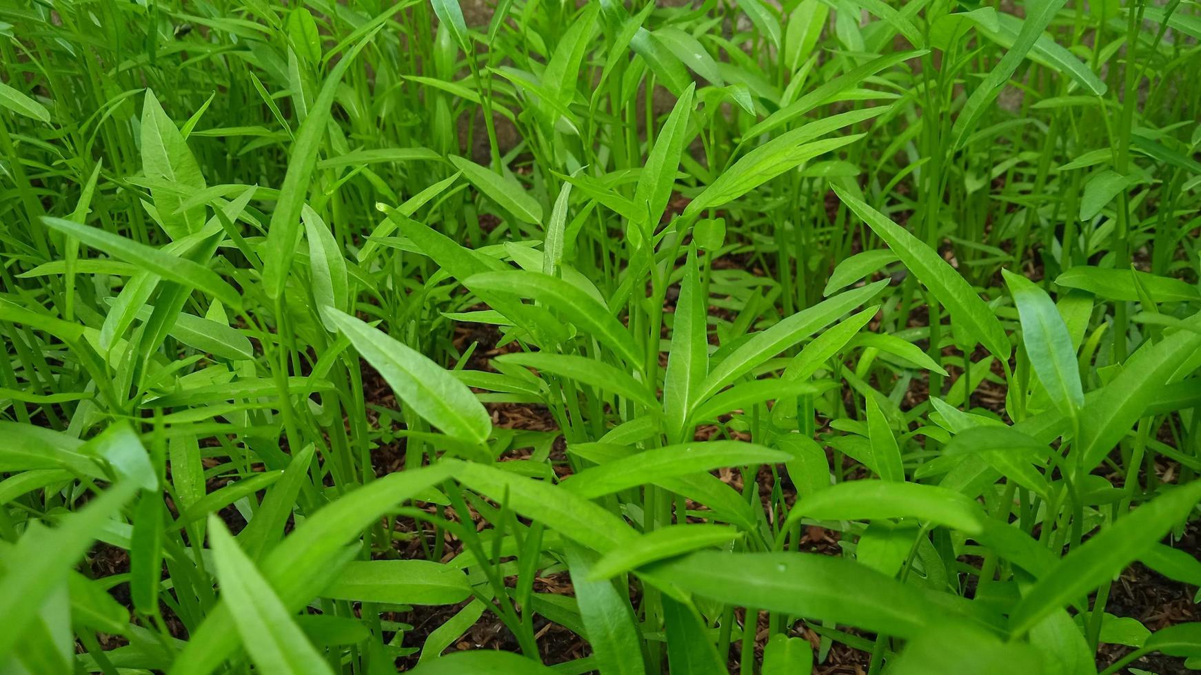 Closeup photo of kale leaf Ipomea reptans in the garden.