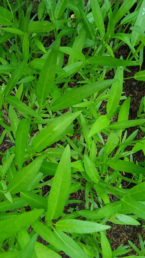 Closeup photo of kale leaf Ipomea reptans in the garden.