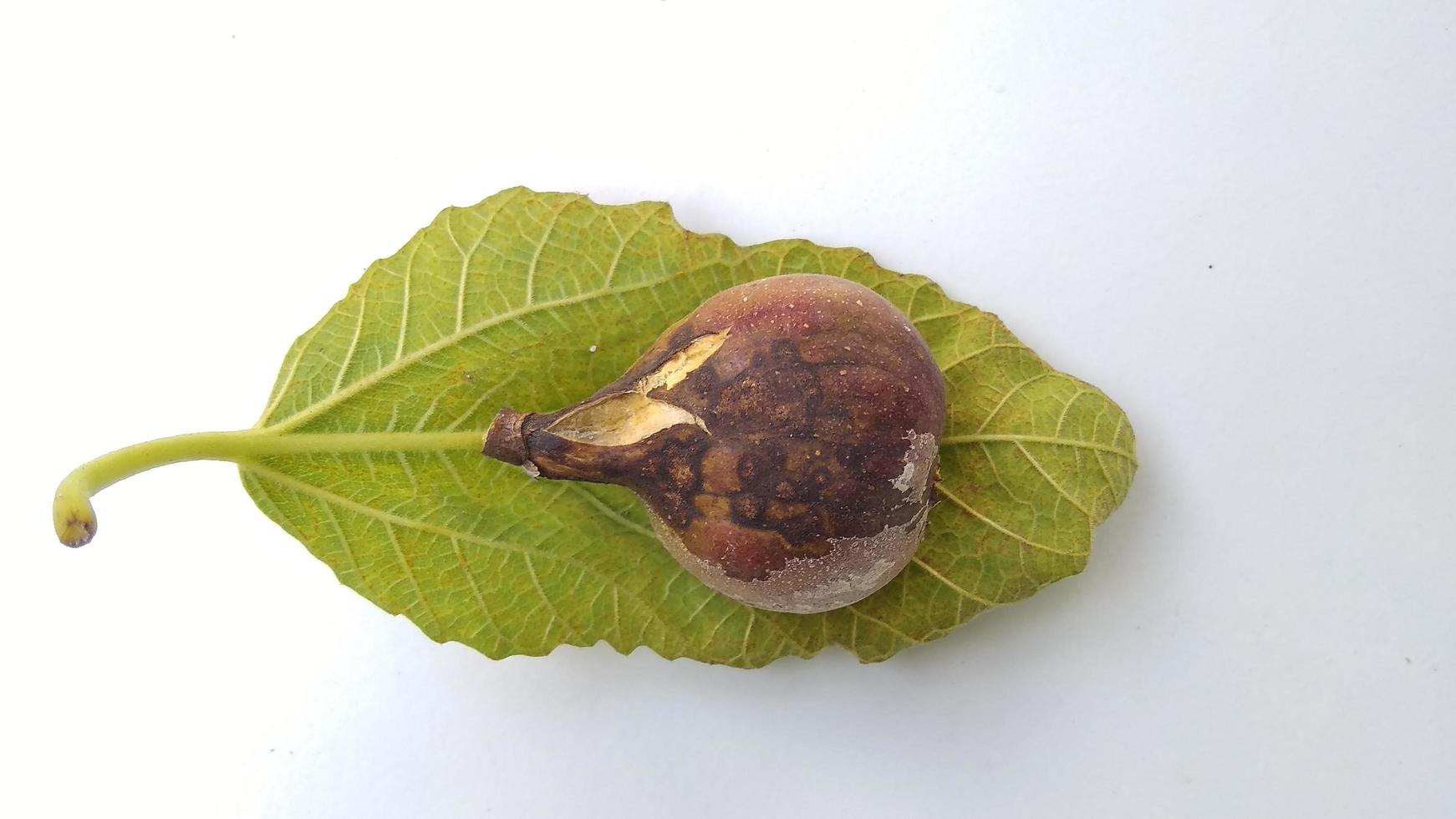 Isolated photo of rotten figs Ficus carica on their leaf with a white background