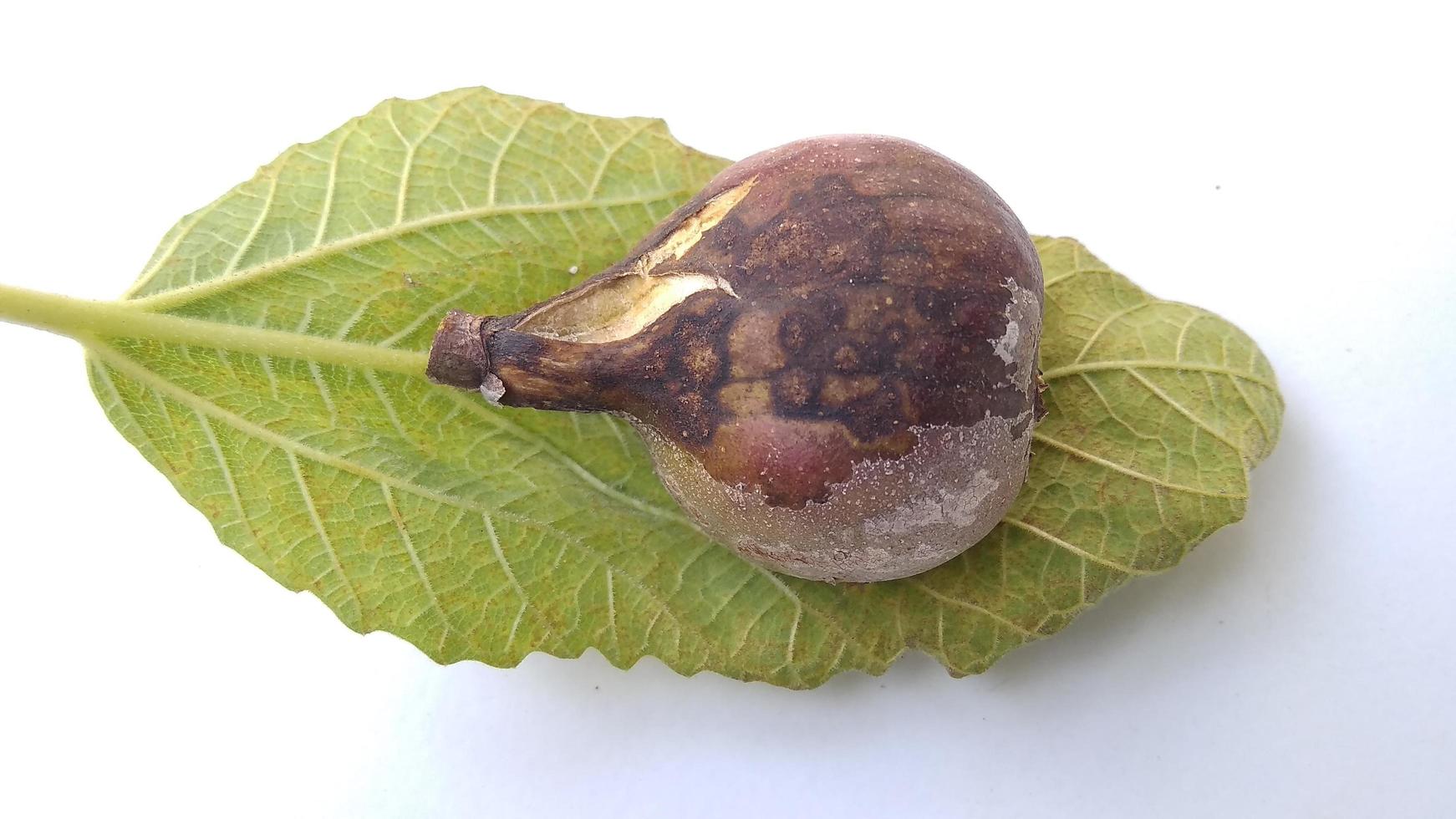 Isolated photo of rotten figs Ficus carica on their leaf with a white background