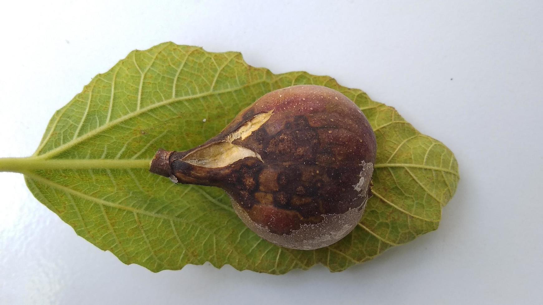 Isolated photo of rotten figs Ficus carica on their leaf with a white background