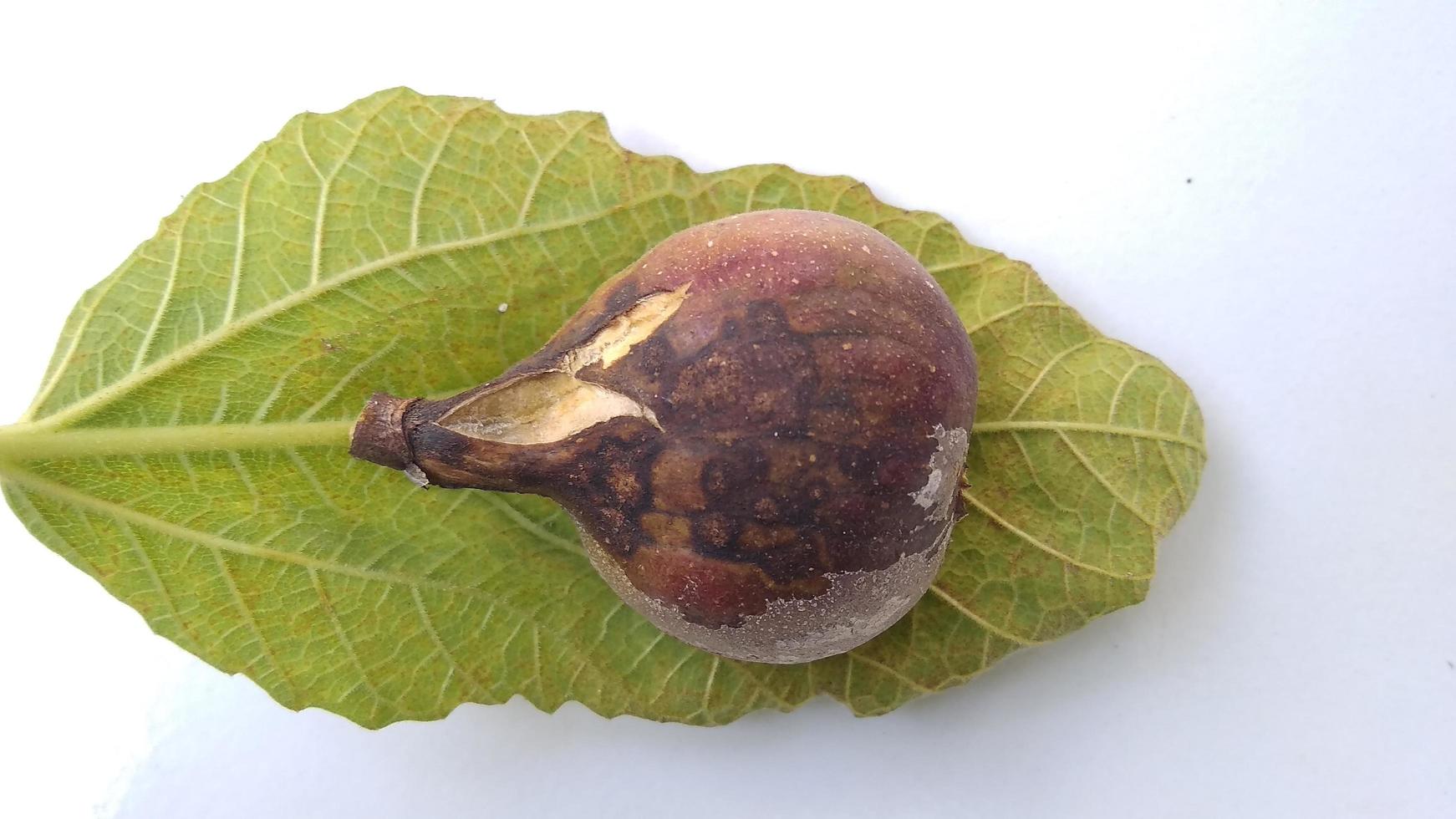 Isolated photo of rotten figs Ficus carica on their leaf with a white background