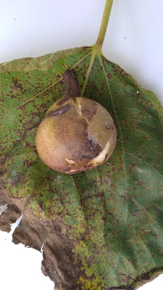 Isolated photo of rotten figs Ficus carica on their leaf with a white background