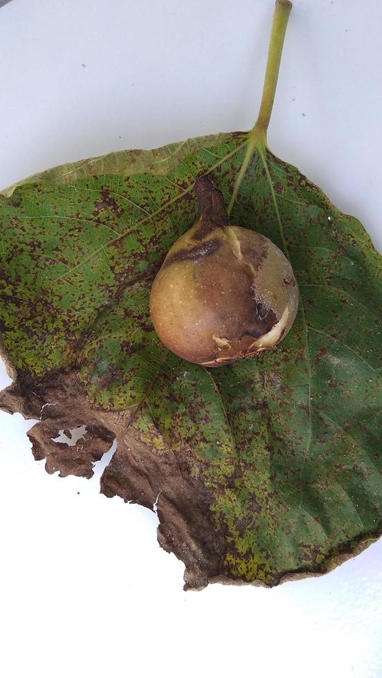 Isolated photo of rotten figs Ficus carica on their leaf with a white background